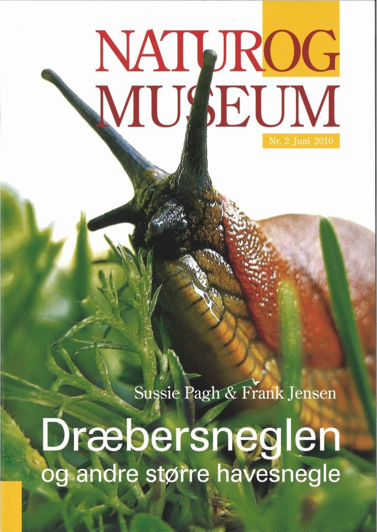Dræbersneglen og andre større havesnegle